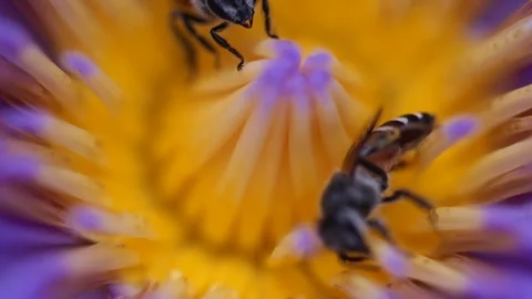 Bees finding nectar from purple lotus in the summer garden , macro shot Stock Footage 150435005