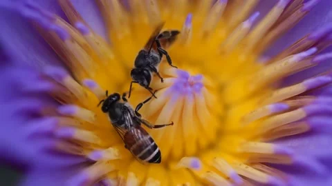 Bees finding nectar from purple lotus in the summer garden , macro shot Stock Footage 150435008