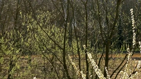 Bees flight 7003 (convertito) Video stock 150650250