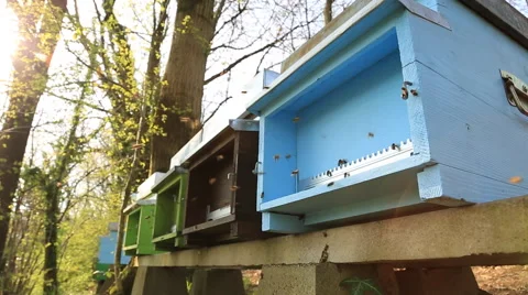 Bees flight Stock-Footage 46570719