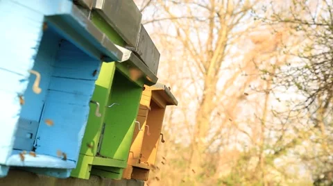 Bees flight Stock-Footage 46572932