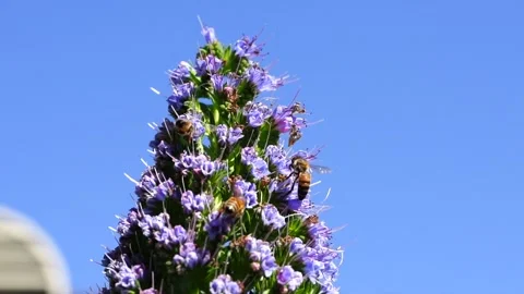 Bees in flight as they move about a flower Stock Footage 158663941