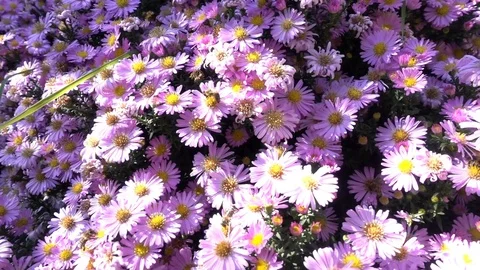 Bees On A Flower - 1 Stock Footage 80787289