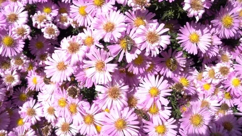 Bees On A Flower - 2 Stock Footage 80787144
