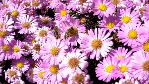 Bees On A Flower - 3 Stock Footage 80786903