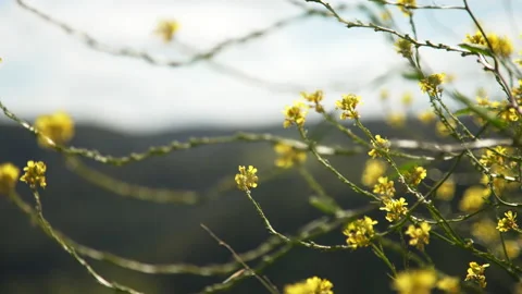 Bees on flower 4k 50p Stock Footage 201451081