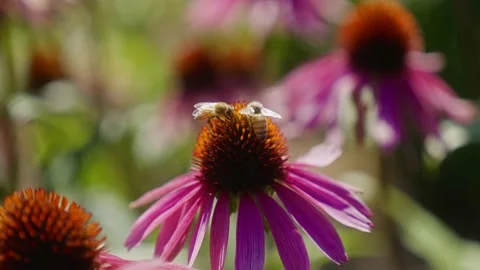 Bees on a flower 4K Stock-Footage 235503390