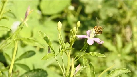 Bees on the flower. Bees Blossoming Tree. Videos of insects. Video stock 338079893