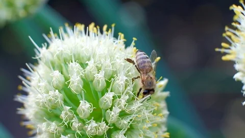 Bees on the flower. Bees collects nectar from flowers. Stock Footage 110048246