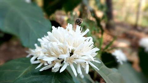 Bees on the flower. Bees collects nectar from flowers Stock Footage 127496578