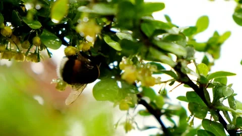 Bees on a flower close-up. Bee and raindrops.Insects and rain. Vidéo 167298977