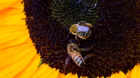 Bees in flower closeup Stock Footage 203834812