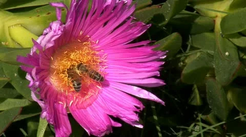 Bees in the flower Stock Footage 12293481
