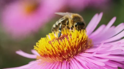 Bees on the flower. Stockbeeldmateriaal 12540832