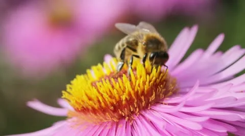 Bees on the flower. Stockbeeldmateriaal 12540847