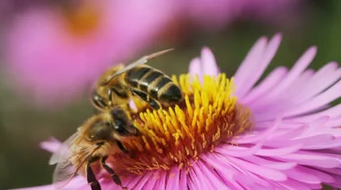 Bees on the flower. Stockbeeldmateriaal 12541263