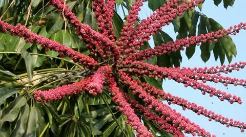 Bees on the flower Stock Footage 21424444