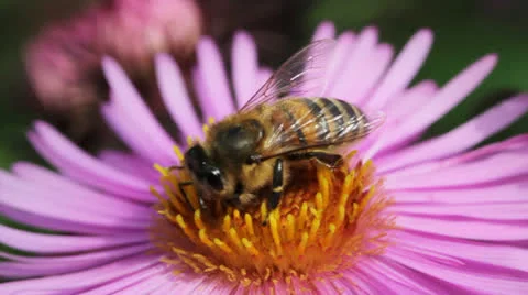 Bees on the flower. Stockbeeldmateriaal 24920782