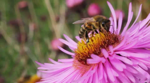 Bees on the flower. Stockbeeldmateriaal 24920828