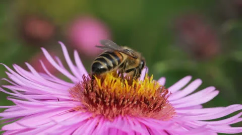 Bees on the flower. Stockbeeldmateriaal 24920836