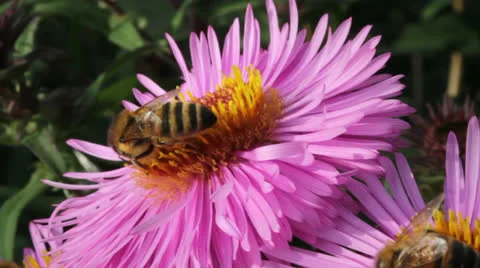 Bees on the flower. Stockbeeldmateriaal 24920888