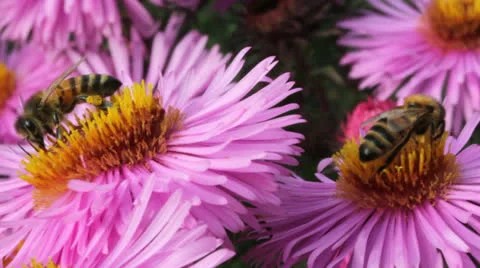 Bees on the flower. Stockbeeldmateriaal 24920976