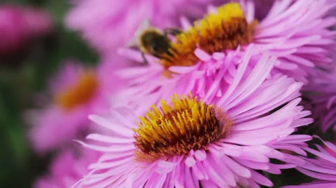 Bees on the flower. Stockbeeldmateriaal 24921004
