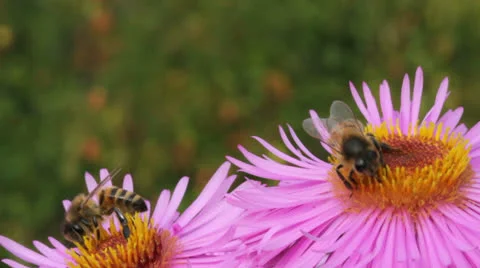 Bees on the flower. Stockbeeldmateriaal 24921198