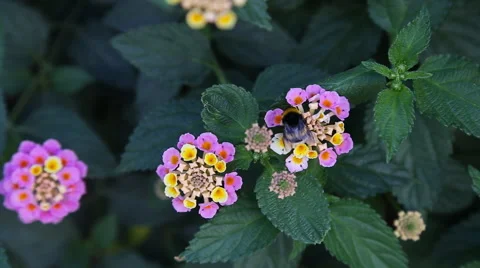 Bees to a flower Stock Footage 50554626