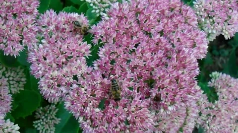 Bees on a flower Stock Footage 54767832