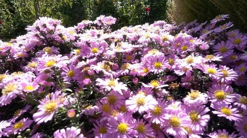 Bees On A Flower Stock Footage 80787370