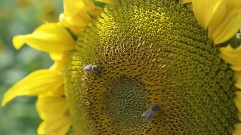 Bees on a flower Stock Footage 119617317