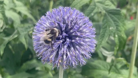 Bees &amp; Flower Vídeo Stock 158061508