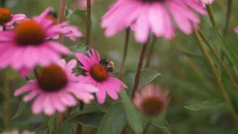Bees on a Flower Video stock 261104112