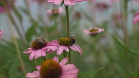 Bees on a Flower Video stock 261104113