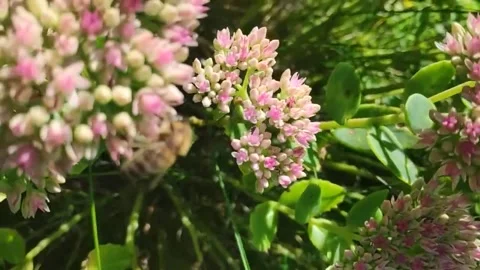Bees Flower Stock Footage 309118388