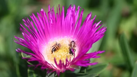 Bees in a flower Stock Footage 339890423