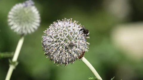 Bees on Flower Head Stock-Footage 282574454