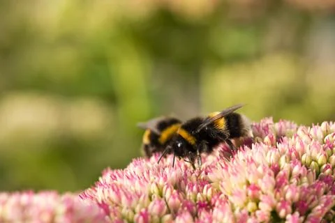 Bees on a flower 写真素材