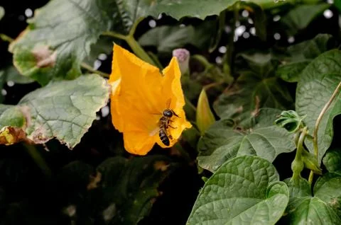 Bees on flower 스톡 사진