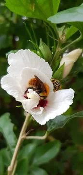 Bees on the Flower Stock Photos