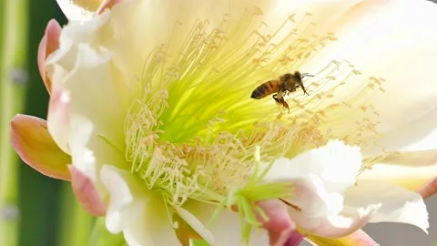 BEES IN FLOWER SLO MO Stock Footage 146471435
