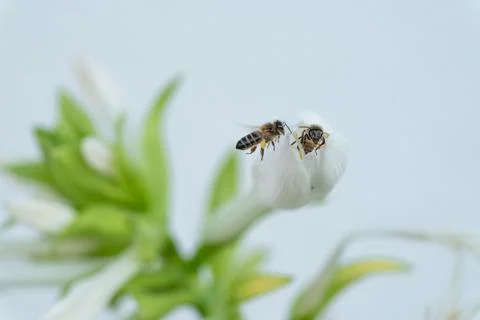 Bees on the flower with white background for text Stock-Fotos
