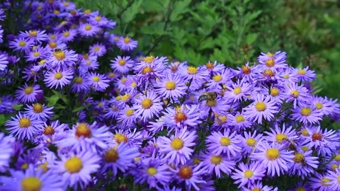 Bees on the flowerbed Stock Footage 276209965