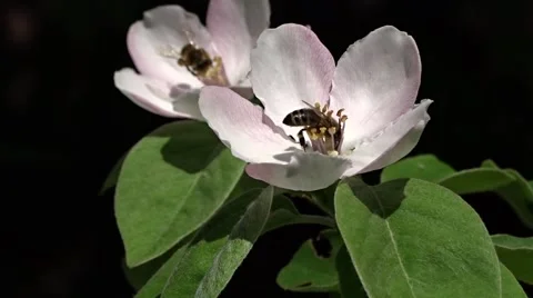 Bees on a flowering apple-tree Stock Footage 49928759