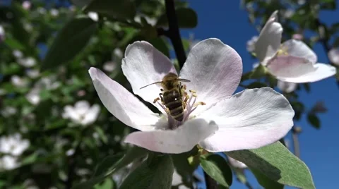 Bees on a flowering apple-tree Stock Footage 49928809
