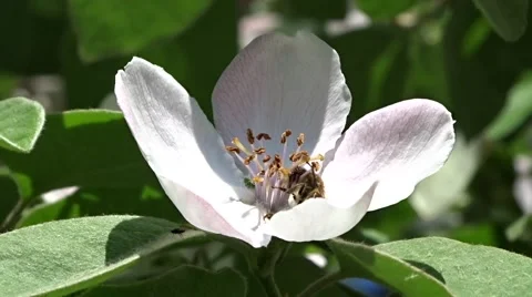 Bees on a flowering apple-tree Stock Footage 49928864