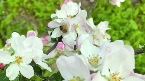 Bees on flowering apple trees. Selective focus. Stock Footage 146989149