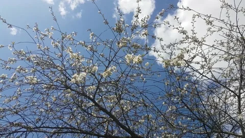 Bees. Flowering. Stock Footage 166720548