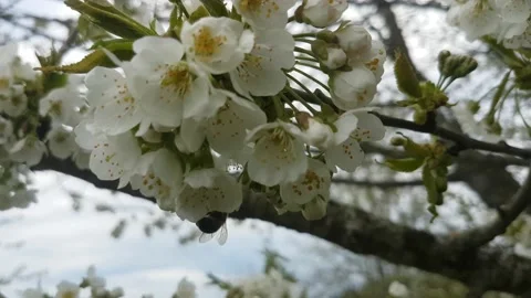 Bees. Flowering. Stock Footage 166720553